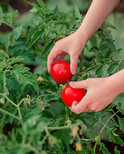 孩子绿色新鲜的用成熟红番茄特写手女孩在花园里收集成熟的有机番茄用成熟的红番茄特写手女孩在花园里收集成熟的西红柿图片