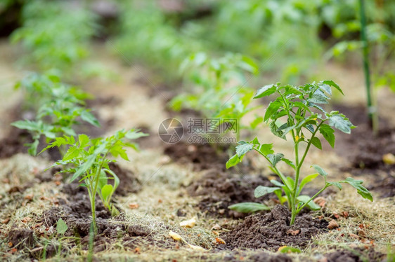 衬套生长番茄幼苗在藤蔓上种番茄在树枝上长番茄分支图片