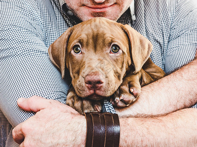 宠物肌肉兽医年轻的白色男人拥抱一只年轻迷人的小狗特写镜头白色孤立