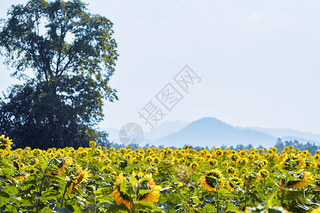 绿色开花阳光大向日葵田地自然野外左边有大树背景是山图片