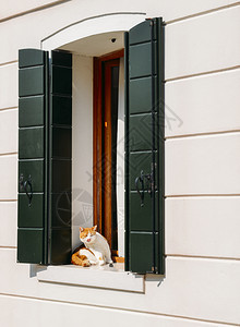 橙色和白的毛猫坐在窗前绿色的百叶窗等待进入橙色和白的毛猫坐在窗前绿色的百叶窗等待进入国内的驯化爪子图片