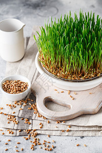 营养素新鲜的为绿芽而播种菜盘家用Vegan种子发芽和健康饮食概念GerdedWheat微绿色颗粒生长芽图片