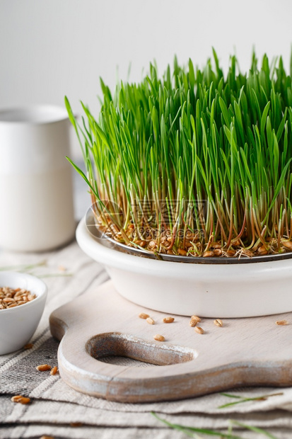 叶子为绿芽而播种的菜盘家用Vegan种子发芽和健康饮食概念GerdedWheat微绿色颗粒生长芽幼苗花园图片