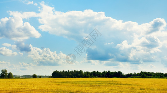 云自由森林田地和蓝天空的夏季风景户外图片