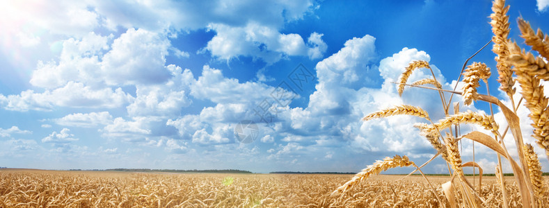 晴天美丽的红色金麦田和蓝天空的美丽景色黄金小麦田的夏月地貌风景图片