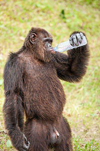热天公共动物园塑料瓶中饮用水的塑料瓶泰国阳光日的露天动物园SunnySimpanzee戏剧户外场景图片