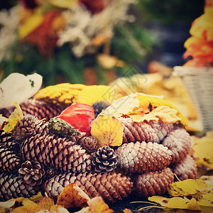 坟花的美丽秋天装饰在万圣节的花朵多彩秋天盛花菊背景图片