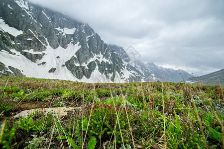 阿尔卑斯山西北带雪的野花图片