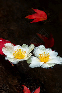 煎鸡蛋树花和红色的叶子漂浮在溪流上阴影开花最佳图片
