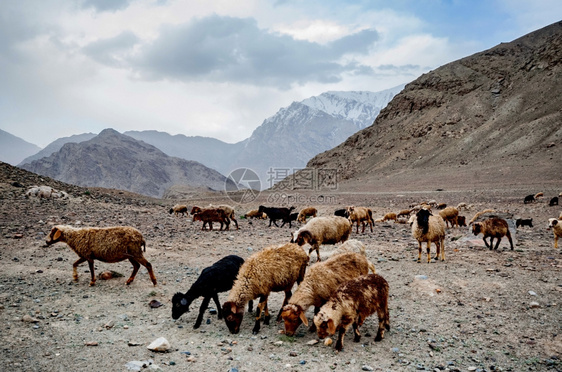 动物喜马拉雅山地农场印度图片