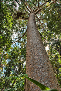 澳大利亚昆士兰Kuranda村附近的Rain森林丛植被新鲜的图片