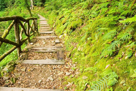 小径旅行进入森林的木走道在森林里的木走道风景图片