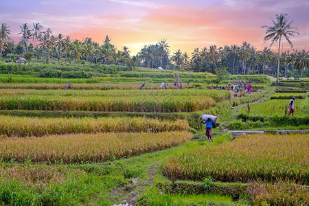 农村男人在印度尼西亚爪哇田地种植大米的土上务农工人业图片