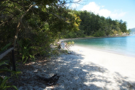 澳大利亚Whitsunday群岛的植物被白天堂夏空图片