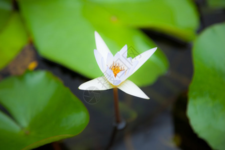 白色莲花图片