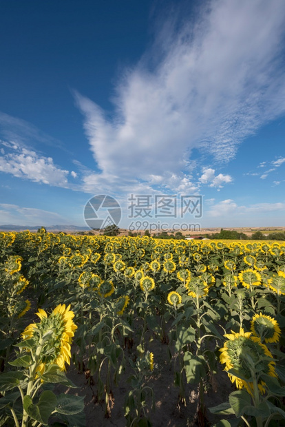 在阳光明媚的日子里欣赏向葵田的风景有机花金图片