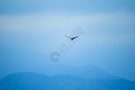 自由白色的红后海鹰在空中飞翔美丽的图片