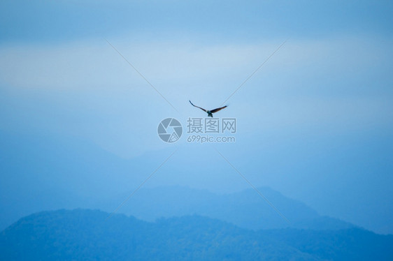 自由白色的红后海鹰在空中飞翔美丽的图片