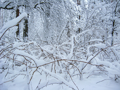 最佳冬季森林树木和枝下大量降水在雪白童话故事中淹没的树和枝美丽的白色童话故事美丽被寒冬木冻结在时间里冬天木材冷冻在时间里树林的白图片