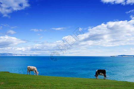 有机的贝加尔湖海岸景观上两块健康美丽的奶牛牧场在美丽阳光夏日的Baikal湖景色和美好蓝云天空的背景下举行农业草地图片