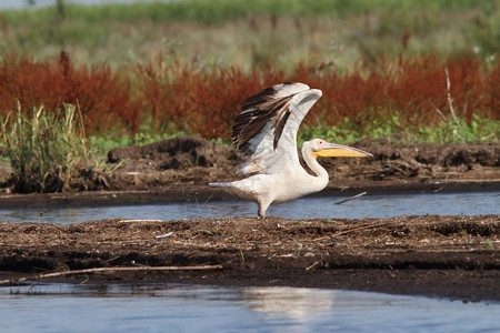 从多瑙河三角洲的沼泽地带起飞大型骨蛋白藻靠近SfantuGheorghe迁徙的濒危湿地图片