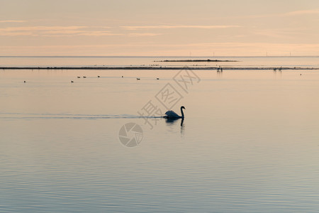 孤绝对地野生动物晚上在瑞典的奥兰岛在绝对平静的水中游来去苏威特岛的乌兰图片