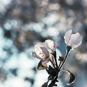 季节植物学苹果花的朵在晨光中紧闭与模糊的bokoh冷酷古老的泉水背景相对应并有复制空间选择焦点浅深的田地叶子图片