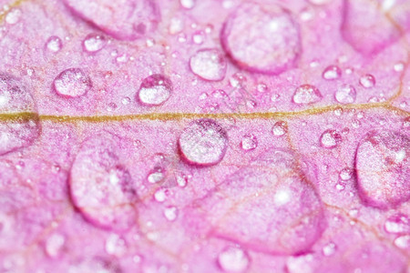 气泡早晨透明在粉红花朵上大量美丽的雨滴在清晨露下阳光美丽的花瓣在自然中本底的纹身图片