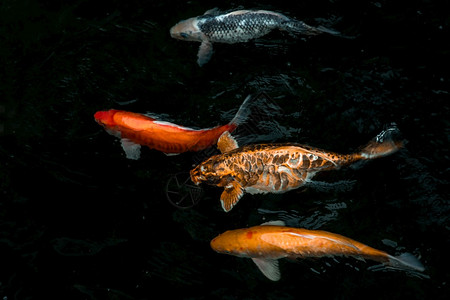 高清图片水中的锦鲤高清图片锦鲤鱼在湖中游泳美丽的颜色高清图片花园