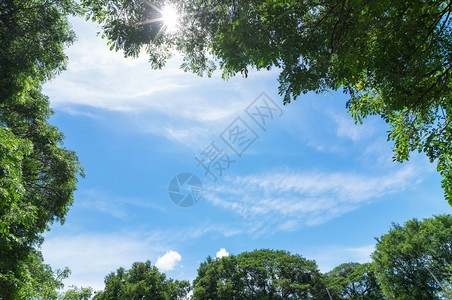 耀斑自然春树和蓝天空背景用闪光照明弹复制天空间通过的灌木向上看蓝色天空背景叶子图片