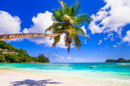 晴天放松超过塞舌尔普拉斯林岛和雷热带海滩风景松绿海的棕榈树图片