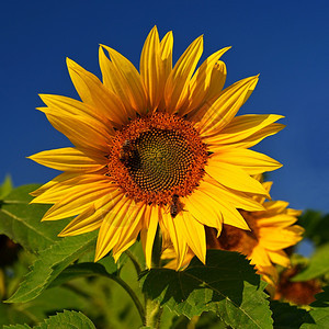 农业绿色太阳向日葵花美丽的黄色开花蓝天空彩多的自然背景夏季海莲图斯图片