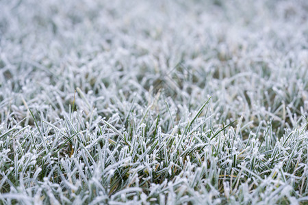 冬天可选择的平静清晨在花园草地上霜冻冬季寒冷的清晨有选择地集中冰块覆盖草地图片