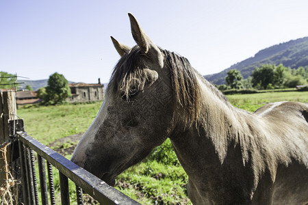 西班牙马匹野生哺乳动物农场的详情水平跑步金图片