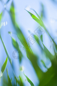 郁葱日落时的草场由古代过滤器制成抽象自然背景有美容布OKh园艺重点图片