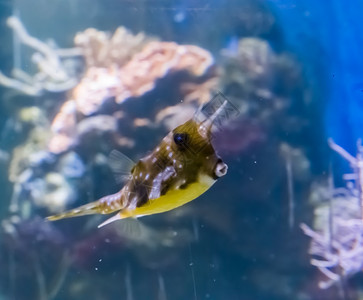 一只有趣的热带水族馆鱼宠物亲吻嘴唇一张海洋生物肖像画长角牛印度盒子图片