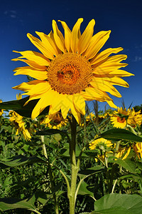 油户外田野中鲜花向日葵蓝天田地美丽的然彩色背景植物图片