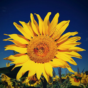 场景叶子田野中鲜花向日葵蓝天田地美丽的然彩色背景太阳图片