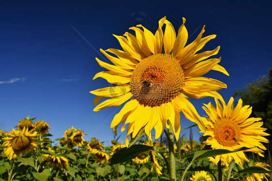 植物群圆圈乡村的在农场开花向日葵有蓝天空的田地美丽天然彩色背景图片