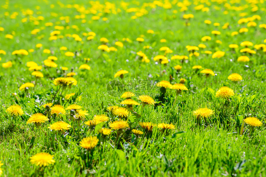 散景美丽的春天背绿草地充满了深阳光下盛开的花朵农场草本植物图片