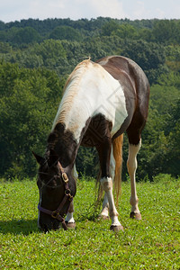 马在绿草地上放牧棕色的场骘图片