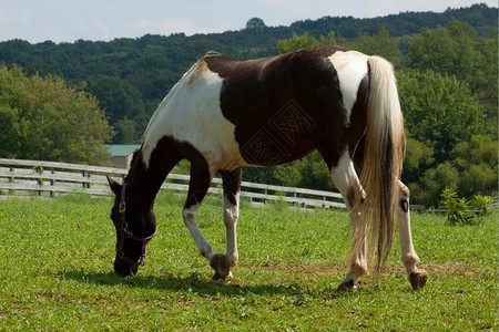 年轻的马在绿草地上放牧场景图片