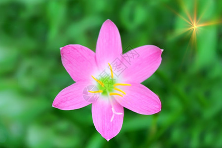 郁葱季节粉红花植物图片