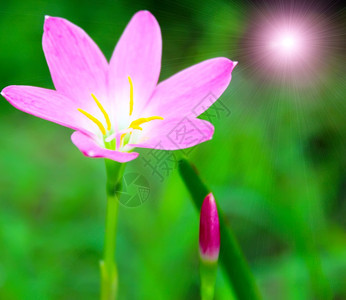 植物粉红花阳光挂图片