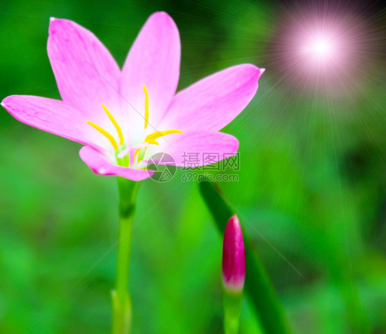 植物粉红花阳光挂图片