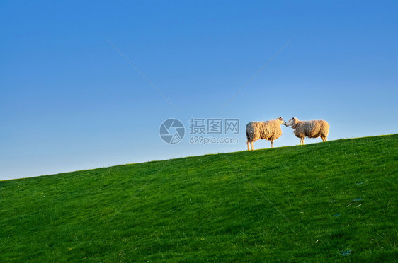 苔藓乡村的北海绵羊堤防图片