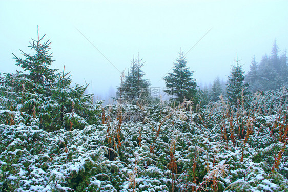 毛皮树云杉树枝被雪覆盖冬季森林雪中圣诞树童话般美丽的树木在森林中被雪覆盖的云杉它在冬季森林下雪冷杉图片