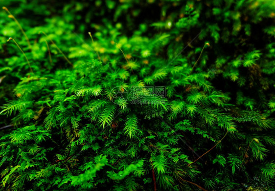 自然林中Ferns和其他植物天然野生叶装饰品合闭光片热带绿色顶端青叶图案环境子图片