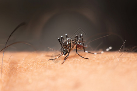 蚊虫子脑炎登盖氏菌和Zika携带的疟疾登革热和Zika传播的蚊子数量不卫生喂食图片