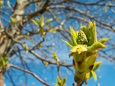 开花栗子树芽和春的叶子尖亚埃斯库卢河马波卡坦努姆花椰子和春天叶其背景是天空生活美丽图片